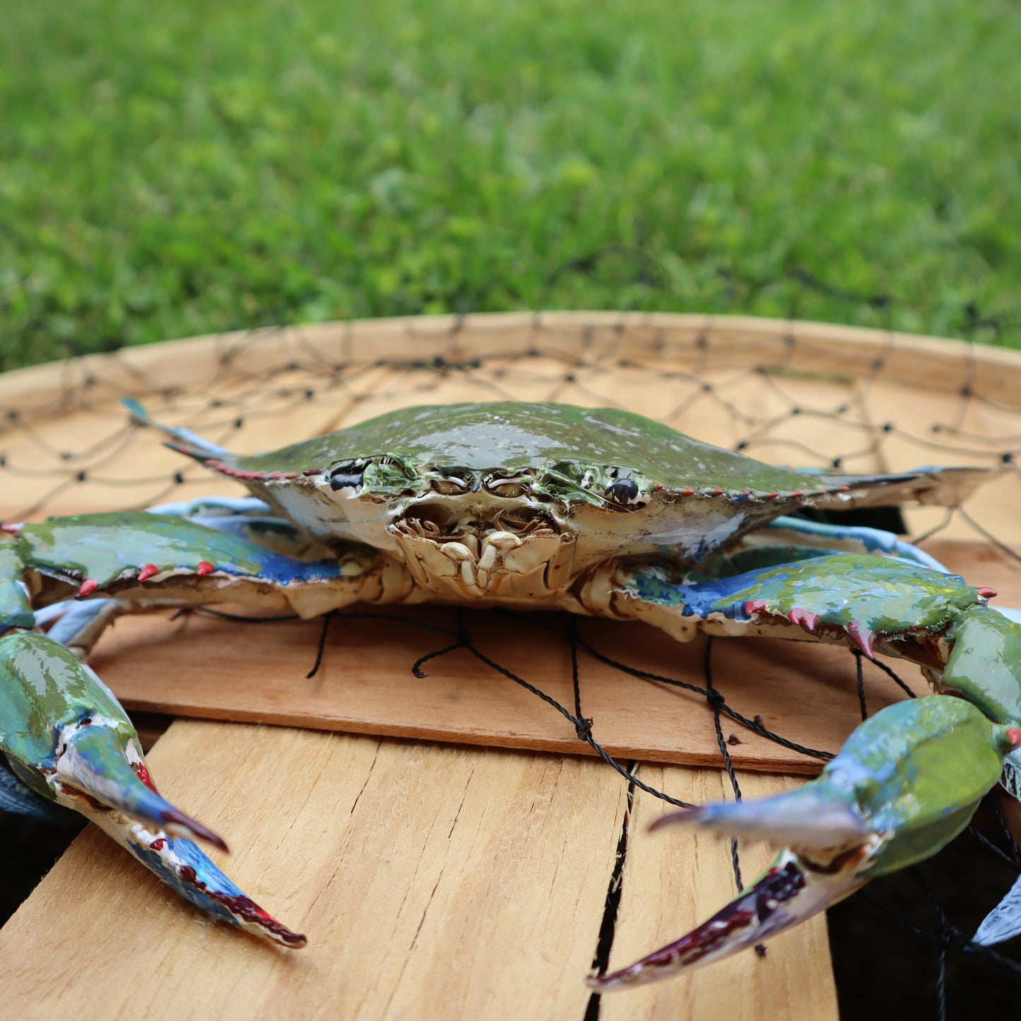 Authentic Taxidermy Blue Crab (Mounted)