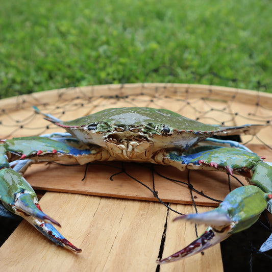 Authentic Taxidermy Blue Crab (Mounted)