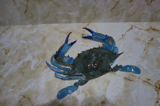 Authentic Taxidermy Blue Crab