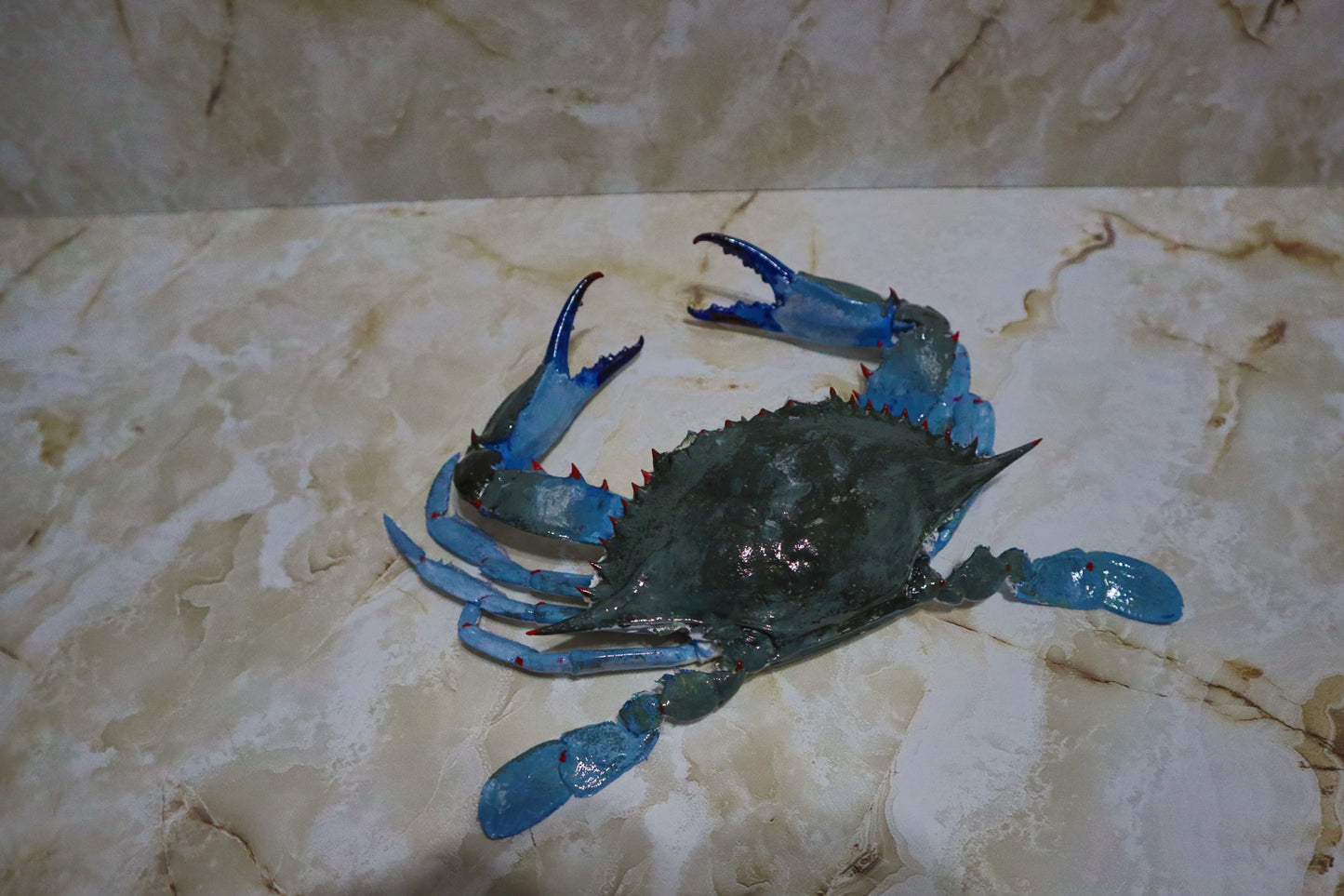 Authentic Taxidermy Blue Crab