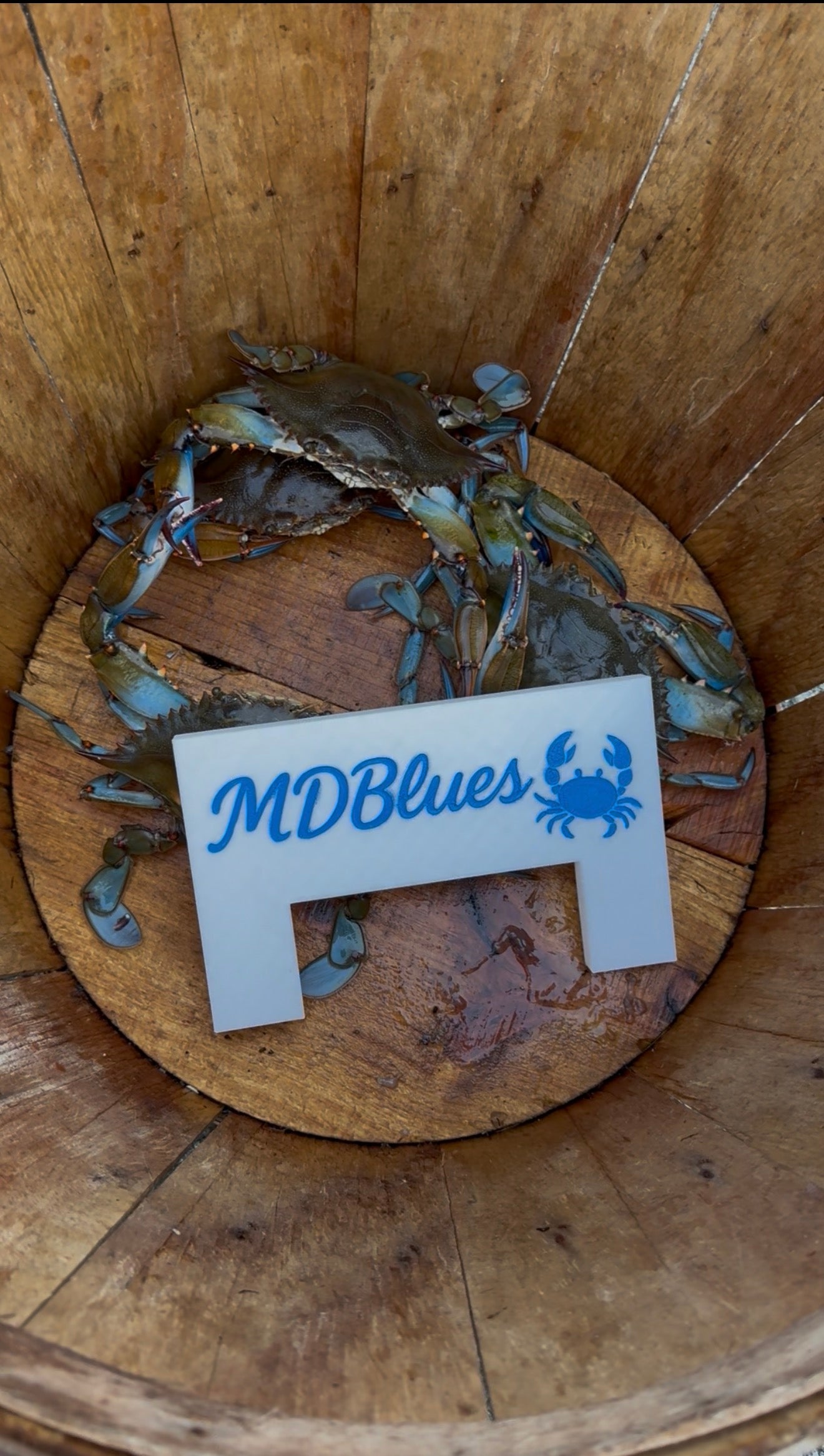 Maryland Blue Crab Measuring Gauge (5 Inches)