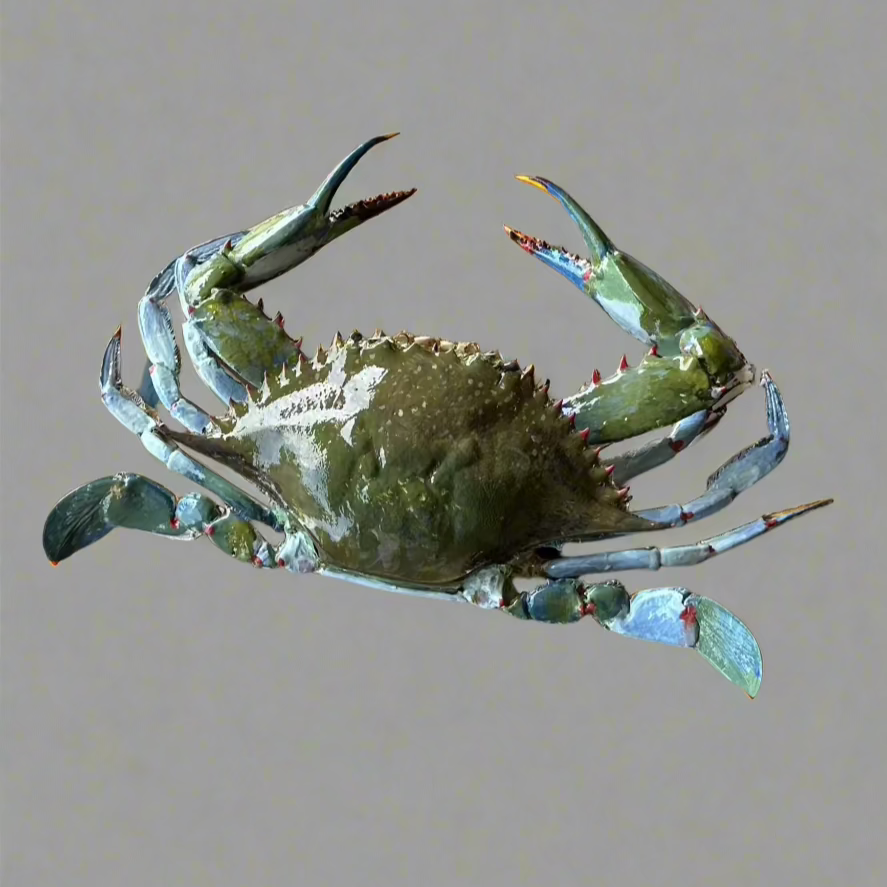 Authentic Taxidermy Blue Crab