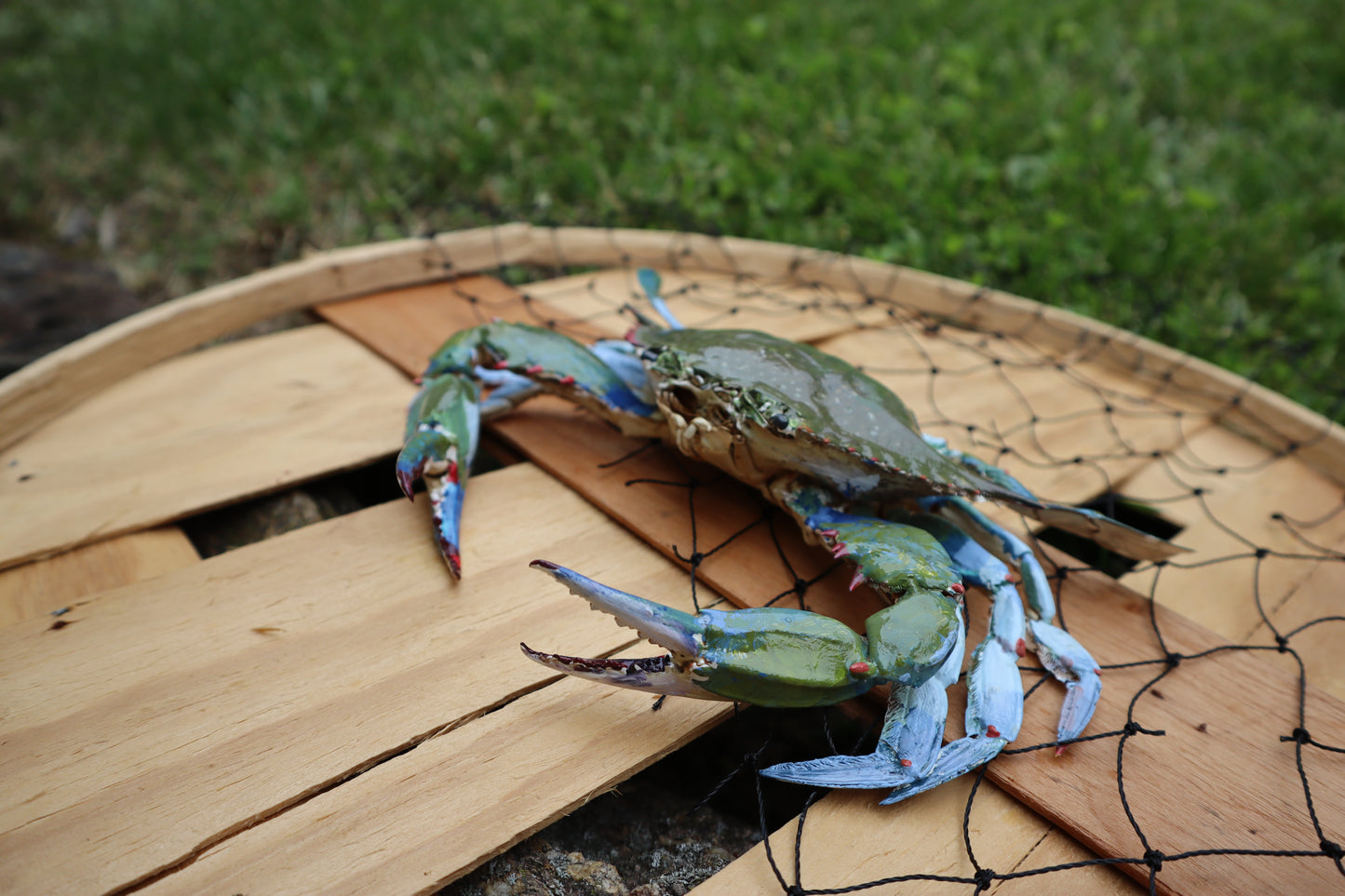 Authentic Taxidermy Blue Crab (Mounted)
