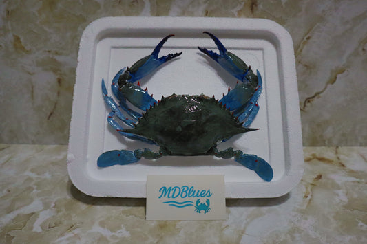 Authentic Taxidermy Blue Crab