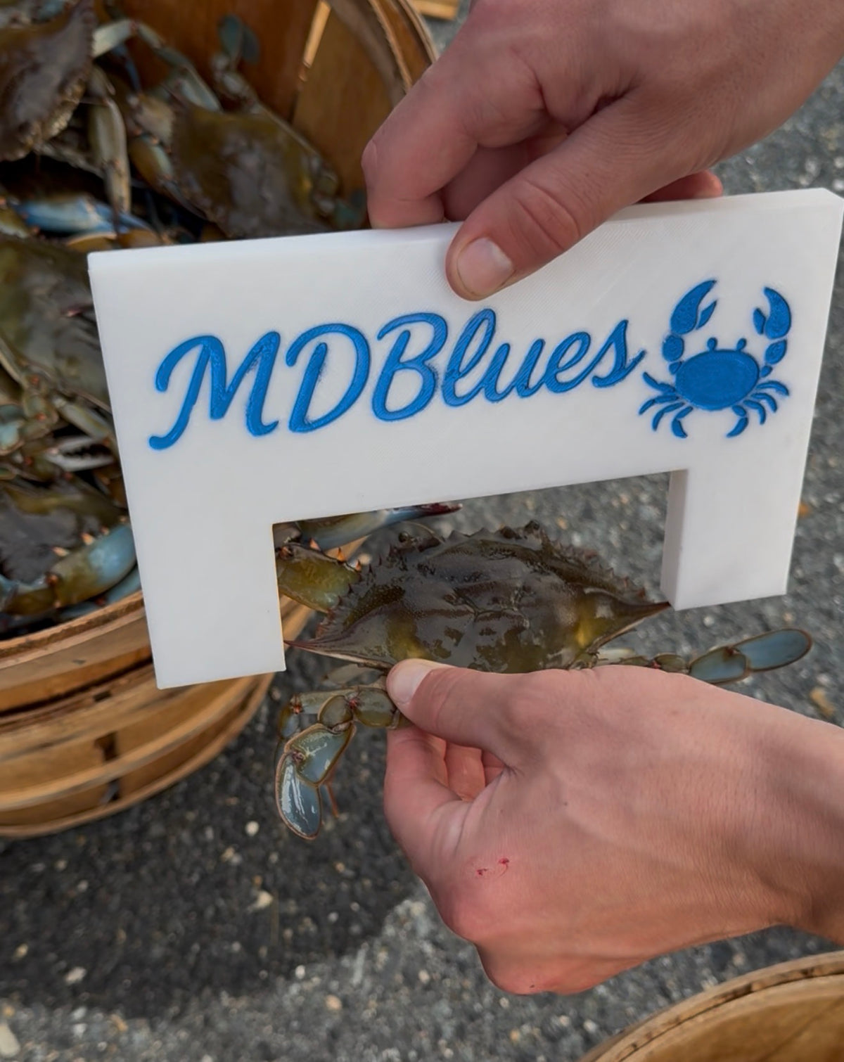 Blue Crab Measuring stick